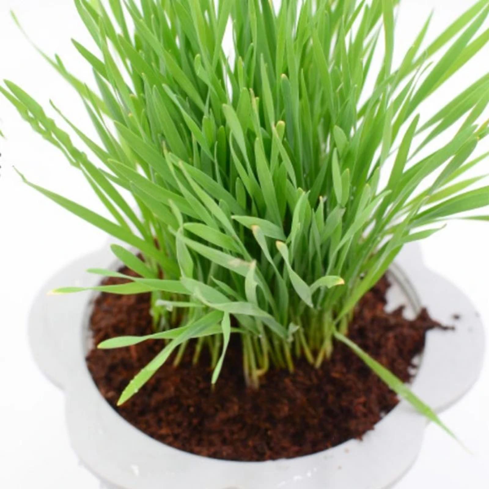 코코넛 섬유 코코넛 코이어 브릭 압축 흙 블록 정원 수 - Substrate Coconut Fiber 리뷰 및 가격