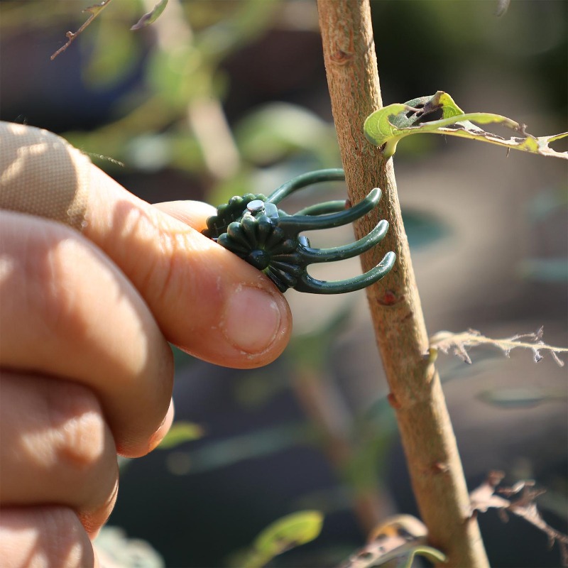 정원 꽃 난초 덩굴 식물 고정 클립 가지 토마토 포도  - Vine Climbing Plastic 리뷰 및 가격